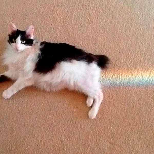 кот с радугой из под хвоста